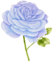 illustrazione dell'acquerello di fiori blu rosa png