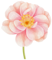 rosa ros blommor akvarell illustration png