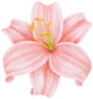 roze lelie bloemen aquarel illustratie png