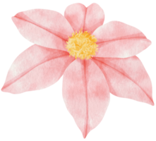 rosa klematis blommor akvarell illustration png