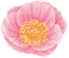 Pink poppy flowers watercolor illustration png