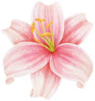 roze lelie bloemen aquarel illustratie png