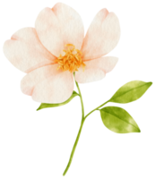 illustrazione dell'acquerello di fiori bianchi png