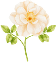 illustration aquarelle de fleurs roses blanches png