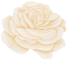 vita ros blommor akvarell illustration png