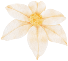 ilustração em aquarela de flores brancas de clematis png