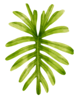 style aquarelle de feuille verte tropicale pour élément décoratif png