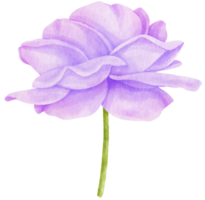 Purple rose flowers watercolor illustration png