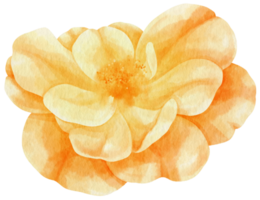 Orange rose flowers watercolor illustration png