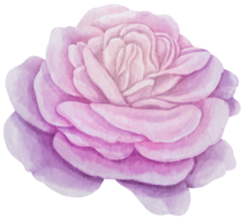 lila ros blommor akvarell illustration png