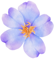 ilustración de acuarela de flores de color púrpura png
