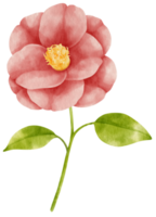 Red camellia flowers watercolor illustration png