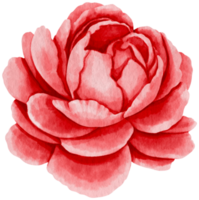 Red flowers watercolor illustration png