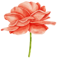 Red rose flowers watercolor illustration png