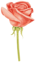 Red rose flowers watercolor illustration png