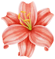 ilustración de acuarela de flores de lirio rojo png