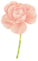 hermosa rosa flores acuarela ilustración png