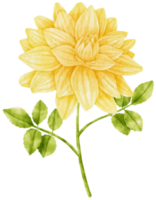 gele dahlia bloemen aquarel illustratie png