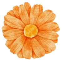 Orange flower watercolor painted for Decorative Element png