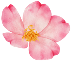 roze roos bloemen aquarel illustratie png