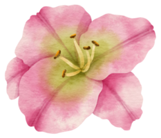 Pink flower watercolor painted for Decorative Element png