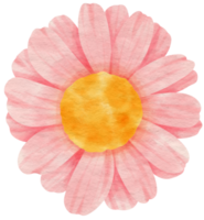 aquarela de flor rosa pintada para elemento decorativo png