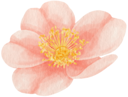 ilustração em aquarela de flores cor de rosa png