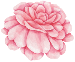 Beautiful pink rose flowers watercolor illustration png