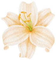 White lily flowers watercolor illustration png