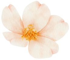 ilustração em aquarela de flores brancas png