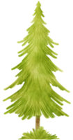 Pine Tree watercolor illustration for Decorative Element png