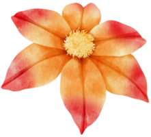 orange klematis blommor akvarell illustration png