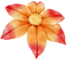 ilustração em aquarela de flores de clematis laranja png