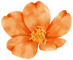 Orange flowers watercolor illustration png