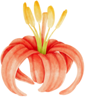 Red lily flowers watercolor illustration png
