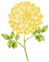 gele dahlia bloemen aquarel illustratie png