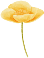 Yellow poppy flowers watercolor illustration png