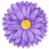 paarse bloem aquarel geschilderd voor decoratief element png