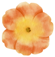 Orange flower watercolor painted for Decorative Element png