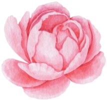 Pink flower watercolor style for Decorative Element png