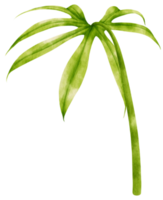 anthurium fingert tropische blattaquarellillustration png