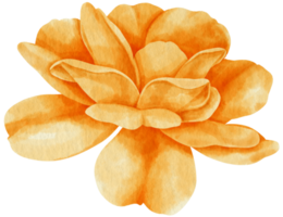 Orange rose flower watercolor style for Decorative Element png