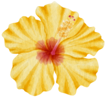 estilo aquarela de flor de hibisco amarelo para elemento decorativo png