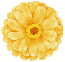 acuarela de flor amarilla pintada para elemento decorativo png