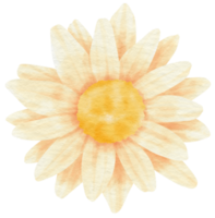 acuarela de flor blanca pintada para elemento decorativo png