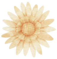 aquarelle de fleur blanche peinte pour élément décoratif png