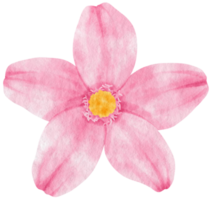 fiore rosa dipinto ad acquerello per elemento decorativo png