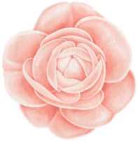 rosa ros blommor akvarell illustration png