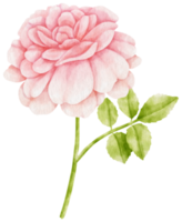 roze roos bloemen aquarel illustratie png