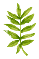 rama de estilo acuarela de hoja verde para elemento decorativo png